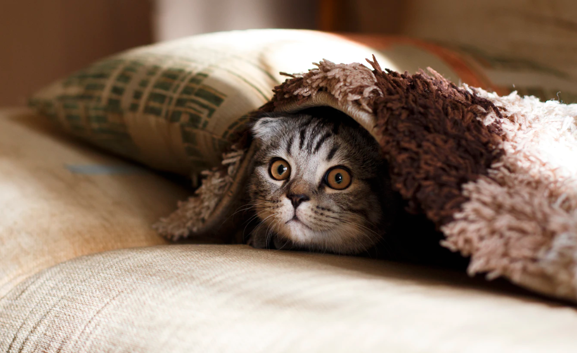 cat1.png