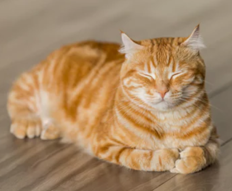 cat2.png