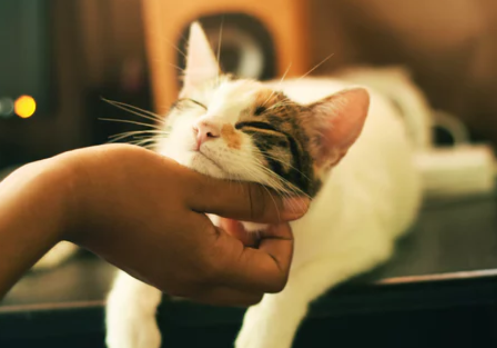 cat3.png