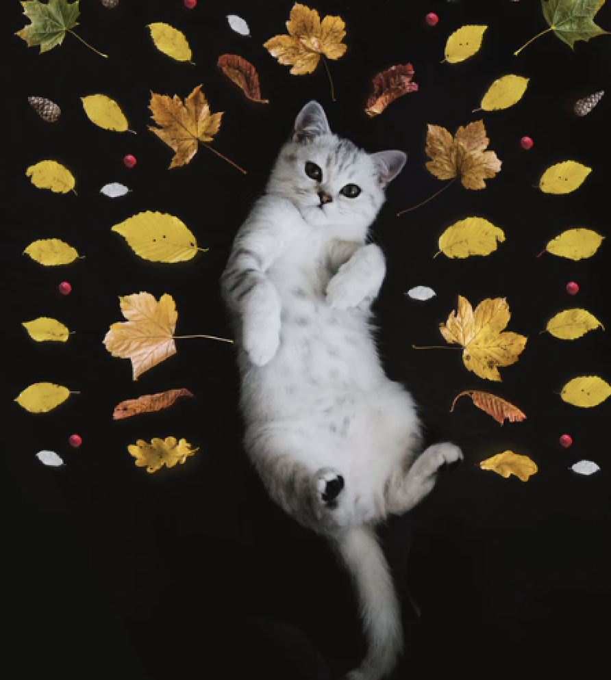 cat4.png 2021-01-12 10-19-24.png