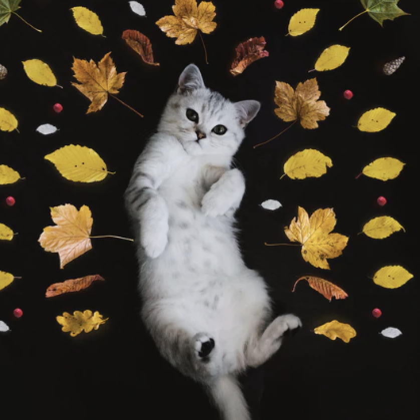 cat4.png 2021-01-12 10-20-11.png